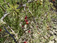 Asparagus pastorianus 6, Saxifraga-Hans Grotenhuis