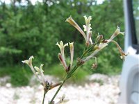 Asperula longiflora