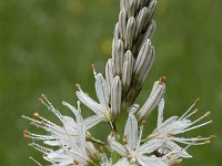 Asphodelus albus 28, Saxifraga-Willem van Kruijsbergen