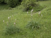 Asphodelus albus 31, Saxifraga-Willem van Kruijsbergen