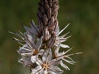 Asphodelus ramosus 10, Saxifraga-Jan van der Straaten