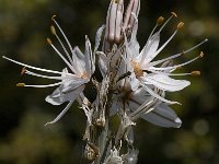 Asphodelus ramosus 17, Saxifraga-Willem van Kruijsbergen