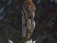 Asphodelus ramosus 26, Saxifraga-Willem van Kruijsbergen