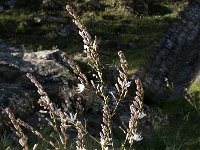 Asphodelus ramosus 34, Saxifraga-Jan van der Straaten