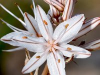 Asphodelus ramosus 49, Saxifraga-Sonja Bouwman  Branched asphodel - Asphodelus ramosus - Asparagaceae familie; Vale da Telha, Sagres, Praia da Boca do Rio (Pt)