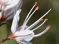 Asphodelus ramosus 52, Saxifraga-Sonja Bouwman  Branched asphodel - Asphodelus ramosus - Asparagaceae familie