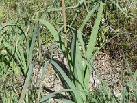 Asphodelus ramosus 53, Saxifraga-Sonja Bouwman  Branched asphodel - Asphodelus ramosus - Asparagaceae familie