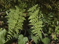 Asplenium adiantum-nigrum 1, Zwartsteel, Saxifraga-Jan van der Straaten