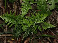 Asplenium adiantum-nigrum 10, Zwartsteel, Saxifraga-Rutger Barendse