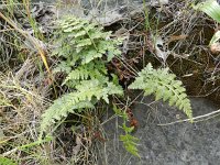 Asplenium adiantum-nigrum 11, Zwartsteel, Saxifraga-Rutger Barendse