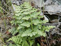 Asplenium adiantum-nigrum 12, Zwartsteel, Saxifraga-Rutger Barendse