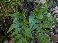 Asplenium adiantum-nigrum 13, Zwartsteel, Saxifraga-Rutger Barendse