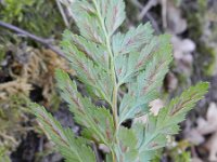 Asplenium adiantum-nigrum 14, Zwartsteel, Saxifraga-Rutger Barendse