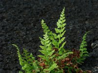 Asplenium adiantum-nigrum 15, Zwartsteel, Saxifraga-Ed Stikvoort