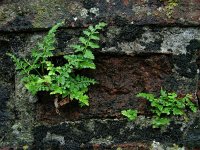 Asplenium adiantum-nigrum 16, Zwartsteel, Saxifraga-Ed Stikvoort