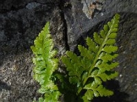 Asplenium adiantum-nigrum 17, Zwartsteel, Saxifraga-Ed Stikvoort