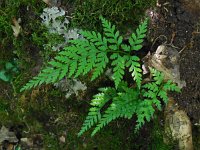 Asplenium adiantum-nigrum 18, Zwartsteel, Saxifraga-Ed Stikvoort