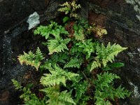 Asplenium adiantum-nigrum 19, Zwartsteel, Saxifraga-Ed Stikvoort