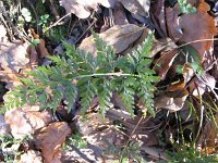 Asplenium adiantum-nigrum 2, Zwartsteel, Saxifraga-Jasenka Topic