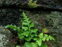 Asplenium adiantum-nigrum 20, Zwartsteel, Saxifraga-Ed Stikvoort