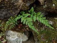 Asplenium adiantum-nigrum 21, Zwartsteel, Saxifraga-Ed Stikvoort