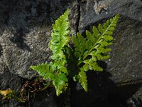 Asplenium adiantum-nigrum 22, Zwartsteel, Saxifraga-Ed Stikvoort