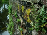 Asplenium adiantum-nigrum 23, Zwartsteel, Saxifraga-Ed Stikvoort