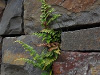 Asplenium adiantum-nigrum 24, Zwartsteel, Saxifraga-Ed Stikvoort