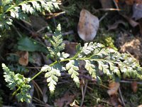 Asplenium adiantum-nigrum 3, Zwartsteel, Saxifraga-Jasenka Topic