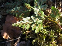 Asplenium adiantum-nigrum 4, Zwartsteel, Saxifraga-Jasenka Topic