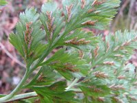 Asplenium adiantum-nigrum 5, Zwartsteel, Saxifraga-Jasenka Topic