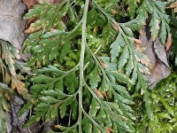 Asplenium adiantum-nigrum 6, Zwartsteel, Saxifraga-Rutger Barendse