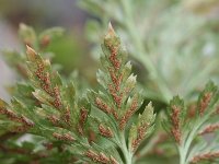 Asplenium adiantum-nigrum 7, Zwartsteel, Saxifraga-Rutger Barendse