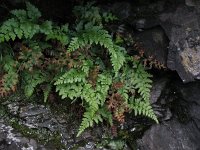 Asplenium adiantum-nigrum 8, Zwartsteel, Saxifraga-Rutger Barendse