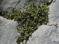 Asplenium ceterach ssp ceterach 1, Schubvaren, Saxifraga-Willem van Kruijsbergen