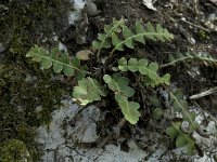Asplenium ceterach ssp ceterach 2, Schubvaren, Saxifraga-Willem van Kruijsbergen