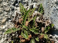 Asplenium ceterach ssp ceterach 3, Schubvaren, Saxifraga-Marijke Verhagen