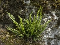 Asplenium fontanum, Smooth Rock Spleenwort