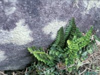 Asplenium marinum 10, Saxifraga-Piet Zomerdijk