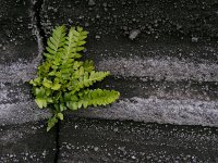 Asplenium marinum 3, Zeestreepvaren, Saxifraga-Ed Stikvoort