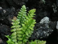 Asplenium marinum 4, Zeestreepvaren, Saxifraga-Ed Stikvoort