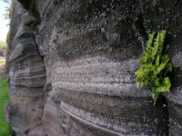 Asplenium marinum 6, Zeestreepvaren, Saxifraga-Ed Stikvoort