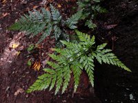 Asplenium onopteris 12, Saxifraga-Ed Stikvoort