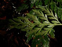 Asplenium onopteris 13, Saxifraga-Ed Stikvoort