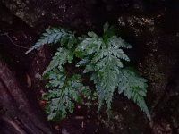 Asplenium onopteris 18, Saxifraga-Ed Stikvoort