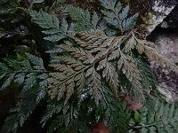 Asplenium onopteris 20, Saxifraga-Ed Stikvoort