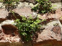 Asplenium ruta-muraria 32, Muurvaren, Saxifraga-Hans Grotenhuis