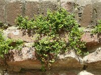 Asplenium ruta-muraria 33, Muurvaren, Saxifraga-Hans Grotenhuis