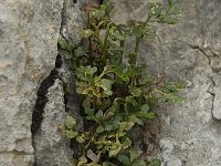 Asplenium ruta-muraria ssp dolomiticum 10, Saxifraga-Willem van Kruijsbergen