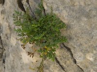 Asplenium ruta-muraria ssp dolomiticum 16, Saxifraga-Willem van Kruijsbergen